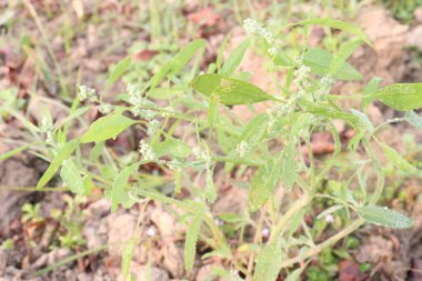 Çiftlikteki beyaz kaz ayağı ekinleri nakit mahsulüdür. Ütü, demir, kalsiyum, potasyum, magnezyum, A, C, B6 vitaminleri, besleyici, kan temizleyici