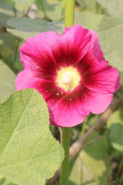 Çiftlikteki Hollyhocks ya da Alcea çiçekleri hasat için nakit mahsuldür. Malvaceae familyasından 80 'den fazla çiçekli bitki türü Asya ve Avrupa' ya özgüdür.