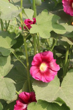 Çiftlikteki Hollyhocks ya da Alcea çiçekleri hasat için nakit mahsuldür. Malvaceae familyasından 80 'den fazla çiçekli bitki türü Asya ve Avrupa' ya özgüdür.
