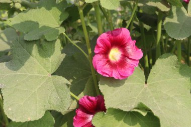 Çiftlikteki Hollyhocks ya da Alcea çiçekleri hasat için nakit mahsuldür. Malvaceae familyasından 80 'den fazla çiçekli bitki türü Asya ve Avrupa' ya özgüdür.