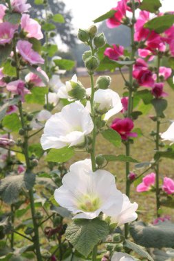 Çiftlikteki Hollyhocks ya da Alcea çiçekleri hasat için nakit mahsuldür. Malvaceae familyasından 80 'den fazla çiçekli bitki türü Asya ve Avrupa' ya özgüdür.