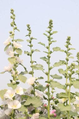 Çiftlikteki Hollyhocks ya da Alcea çiçekleri hasat için nakit mahsuldür. Malvaceae familyasından 80 'den fazla çiçekli bitki türü Asya ve Avrupa' ya özgüdür.