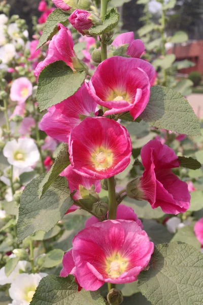 Çiftlikteki Hollyhocks ya da Alcea çiçekleri hasat için nakit mahsuldür. Malvaceae familyasından 80 'den fazla çiçekli bitki türü Asya ve Avrupa' ya özgüdür.