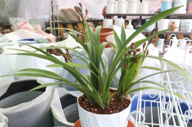 Tekne orkidesi ya da tarlada satılmak üzere esrar üzerindeki Cymbidium çiçek bitkisi nakit ürünleridir.