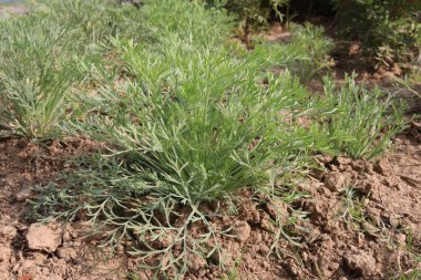 Kaliforniya gelincik çiçekleri hasat için ve düğün nakit mahsuldür.