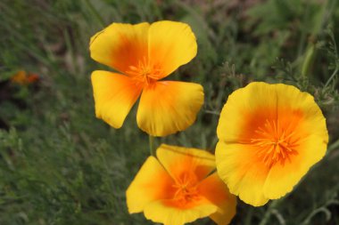 Kaliforniya gelincik çiçekleri hasat için ve düğün nakit mahsuldür.