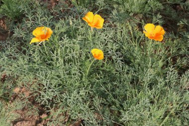 Kaliforniya gelincik çiçekleri hasat için ve düğün nakit mahsuldür.
