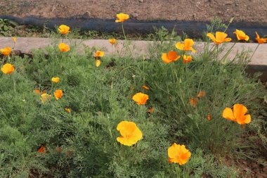 Kaliforniya gelincik çiçekleri hasat için ve düğün nakit mahsuldür.