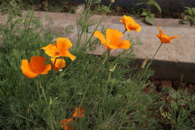 Kaliforniya gelincik çiçekleri hasat için ve düğün nakit mahsuldür.