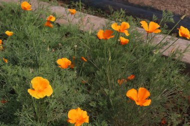 Kaliforniya gelincik çiçekleri hasat için ve düğün nakit mahsuldür.