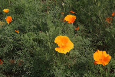 Kaliforniya gelincik çiçekleri hasat için ve düğün nakit mahsuldür.
