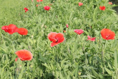 Kaliforniya gelincik çiçekleri hasat için ve düğün nakit mahsuldür.