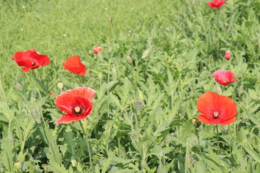 Kaliforniya gelincik çiçekleri hasat için ve düğün nakit mahsuldür.