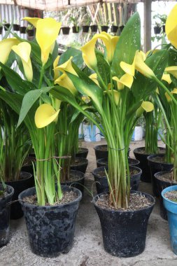 Kreşteki saksıda satılık zambak çiçeği bitkisi nakit mahsuldür.