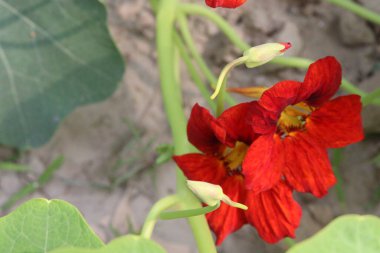 Bahçe Nasturtium çiçek bitkisi satılık, nakit mahsuller. C vitamini al, soğuk algınlığını tedavi et. Çiçekler lezzetli, yenilebilir. Memlekette mastürbasyon yetiştirmeye değer.