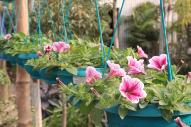 Petunia axillaris flower plant on hanging pot in nursery for sell are cash crops. Symbolizes purity, innocence, conveying trust, spiritual purity. Enhances gardens, moonlit nights with its aesthetic