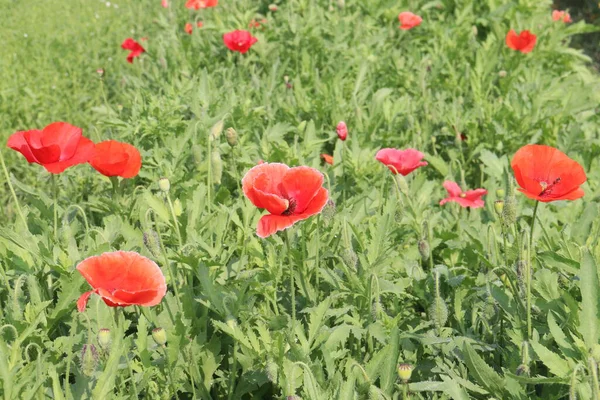 Kaliforniya gelincik çiçekleri hasat için ve düğün nakit mahsuldür.