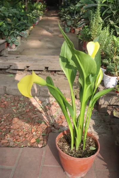 Kreşteki saksıda satılık zambak çiçeği bitkisi nakit mahsuldür.