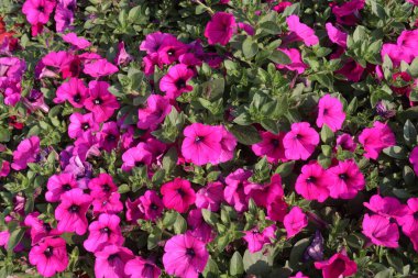 Petunia axillaris flower plant on pot in nursery for sell are cash crops. Symbolizes purity, innocence, conveying trust, spiritual purity. Enhances gardens, moonlit nights with its aesthetic