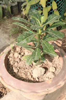 Fidanlıktaki kırmızı renkli Adenyum çiçek bitkisi nakit ürünleri, duygusal ve fiziksel dengesizlikleri gideren enerjiyi iyileştirebilir. Reiki ya da kristal şifa gibi