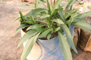 Altın tohumu bitkisi çiftlikte hasat için paketlendi ve satıldı.