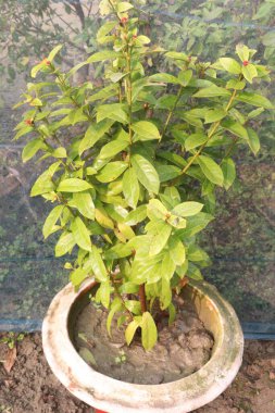 Çiftlikteki Çin ixora bitkisi nakit mahsulü. Hipertansiyonu, kemik iliğini, apseyi, yaraları, romatizmayı, çürükleri tedavi edebilir.