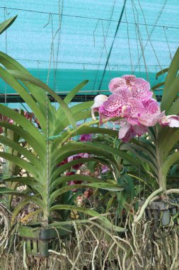 Vanda orkidesi tarlada asılan saksıda hasat için çiçek yetiştirir ve satar.