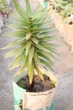 Estetik zambak bitkisi çiftlikte hasat için nakit mahsulleri var.