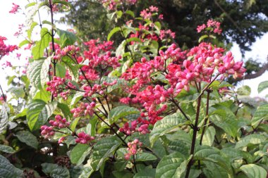 Kanayan kalp sarmaşığı ya da Flaming Glorybower çiçeği ve çiftlikteki süs bitkisi nakit mahsulüdür. Ateşinden solunum hastalıklarına kadar her şeyin tedavisinde kullanılır..