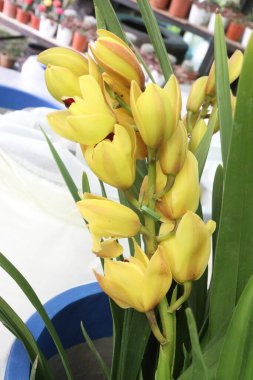 Tekne orkidesi ya da tarlada satılmak üzere esrar üzerindeki Cymbidium çiçek bitkisi nakit ürünleridir.