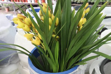 Tekne orkidesi ya da tarlada satılmak üzere esrar üzerindeki Cymbidium çiçek bitkisi nakit ürünleridir.