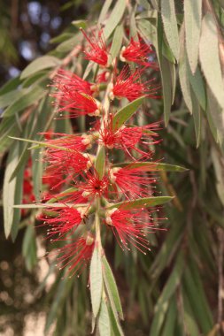 Şişe fırçaları çiftlikteki bitkiler hasat için nakit mahsulleridir.