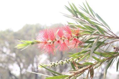 Şişe fırçaları çiftlikteki bitkiler hasat için nakit mahsulleridir.