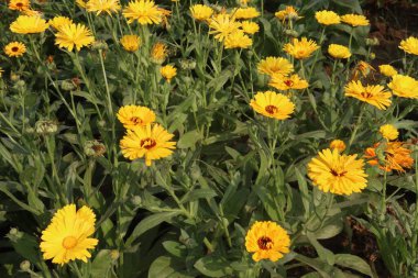Çiftlikteki Calendula çiçek fabrikası satılık nakit mahsuller. hücrelerin dengesiz moleküller tarafından zarar görmesini engelleyen aroidleri, antioksidanları var. İltihapla, virüslerle, bakterilerle savaşabilir.