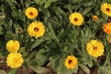 Çiftlikteki Calendula çiçek fabrikası satılık nakit mahsuller. hücrelerin dengesiz moleküller tarafından zarar görmesini engelleyen aroidleri, antioksidanları var. İltihapla, virüslerle, bakterilerle savaşabilir.