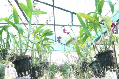 Cattleya orkide bitkisi fidanlıkta asılı vaziyette satılacak ve hasat edilecek ara nakit ekinleri