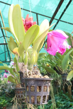 Cattleya orkide bitkisi fidanlıkta asılı vaziyette satılacak ve hasat edilecek ara nakit ekinleri