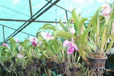 Cattleya orkide bitkisi fidanlıkta asılı vaziyette satılacak ve hasat edilecek ara nakit ekinleri