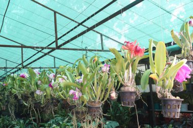 Cattleya orkide bitkisi fidanlıkta asılı vaziyette satılacak ve hasat edilecek ara nakit ekinleri