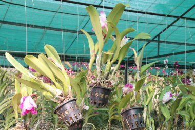 Cattleya orkide bitkisi fidanlıkta asılı vaziyette satılacak ve hasat edilecek ara nakit ekinleri