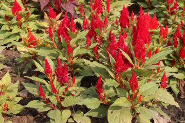 Kreşteki çeltik tarlası bitkisi satılık. Nakit ürünler. Kana bulanmış göz tedavisi, görme bulanıklığı, katarakt, hipertansiyon, fonksiyonel rahim kanaması, pelvis iltihabı.