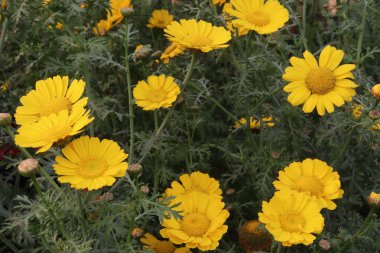 Marigold mısırı, Glebionis segetum, sarı papatya, tarlada hasat için saksıda bulunan altın marguerite çiçeği, nakit ürünleridir. Bu bitkiler her yıl 80 cm uzunluğa ulaşabilen bitkisel bitkilerdir.