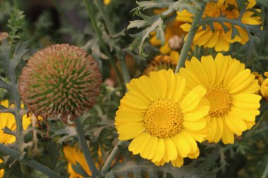 Marigold mısırı, Glebionis segetum, sarı papatya, tarlada hasat için saksıda bulunan altın marguerite çiçeği, nakit ürünleridir. Bu bitkiler her yıl 80 cm uzunluğa ulaşabilen bitkisel bitkilerdir.