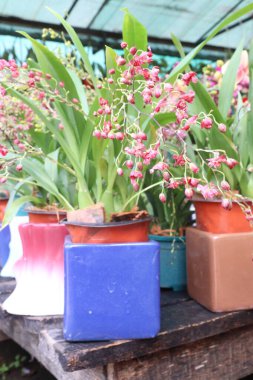 Çiftlikteki saksıda dans eden bayan orkide bitkisi nakit mahsulüdür.