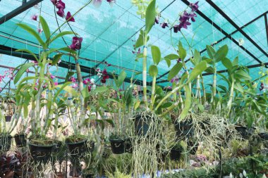 Orkide familyasından dendrobium kingianum, pembe kaya orkidesi çiçeği. İnce yaprakları ve 15 'e varan sivri uçlu yaprakları vardır. Genellikle kışın sonlarında bahara kadar pembe çiçekler açarlar.