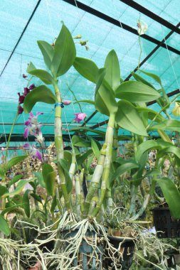 Orkide familyasından dendrobium kingianum, pembe kaya orkidesi çiçeği. İnce yaprakları ve 15 'e varan sivri uçlu yaprakları vardır. Genellikle kışın sonlarında bahara kadar pembe çiçekler açarlar.