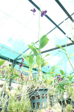 Orkide familyasından dendrobium kingianum, pembe kaya orkidesi çiçeği. İnce yaprakları ve 15 'e varan sivri uçlu yaprakları vardır. Genellikle kışın sonlarında bahara kadar pembe çiçekler açarlar.