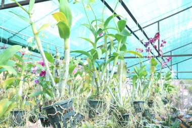 Orkide familyasından dendrobium kingianum, pembe kaya orkidesi çiçeği. İnce yaprakları ve 15 'e varan sivri uçlu yaprakları vardır. Genellikle kışın sonlarında bahara kadar pembe çiçekler açarlar.