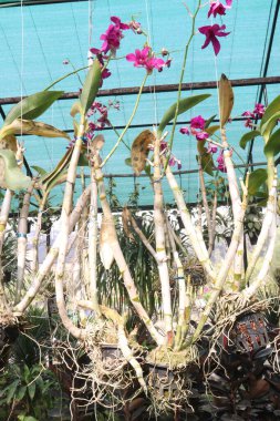 Orkide familyasından dendrobium kingianum, pembe kaya orkidesi çiçeği. İnce yaprakları ve 15 'e varan sivri uçlu yaprakları vardır. Genellikle kışın sonlarında bahara kadar pembe çiçekler açarlar.