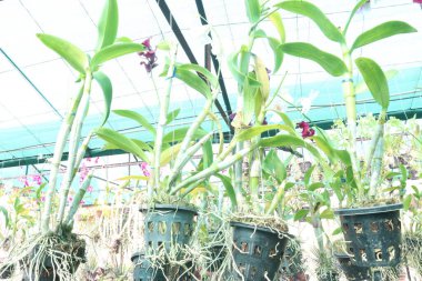 Orkide familyasından dendrobium kingianum, pembe kaya orkidesi çiçeği. İnce yaprakları ve 15 'e varan sivri uçlu yaprakları vardır. Genellikle kışın sonlarında bahara kadar pembe çiçekler açarlar.